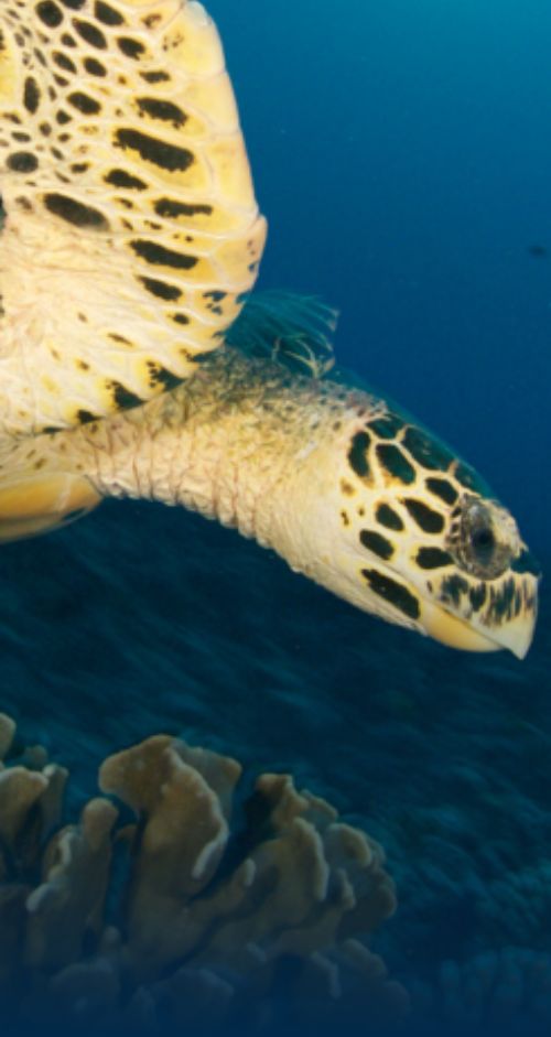 Ocean Blue Adventure Seychelles-Ocean Blue Travel Seychelles new