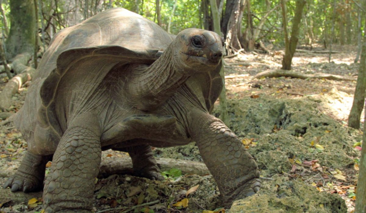 reef-safari-in-seychelles-img